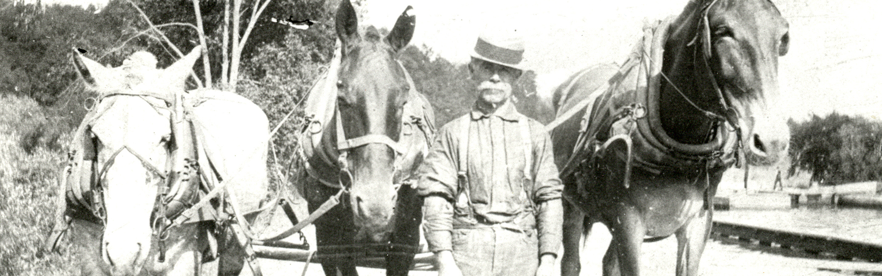 Mules_Jordan_1800s_1800x569.jpg