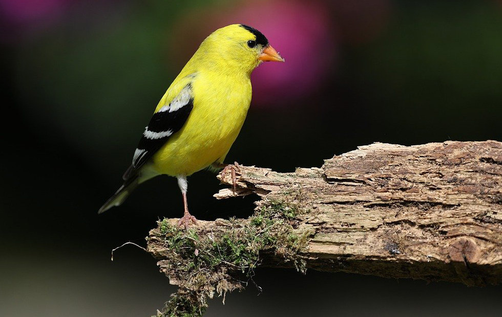 american-goldfinch_980x620.jpg